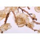DV3953 Almond